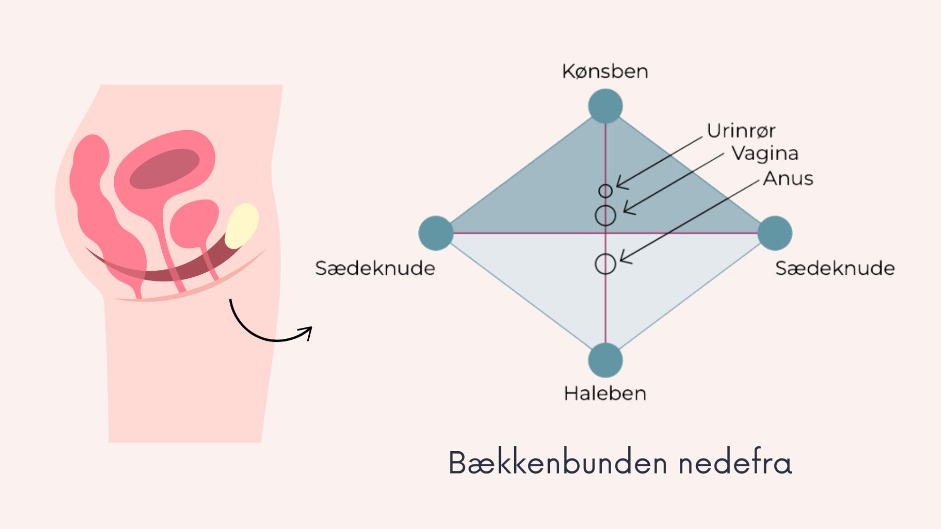 Bækkenbund løb kvinder inkontinens træning øvelser knib